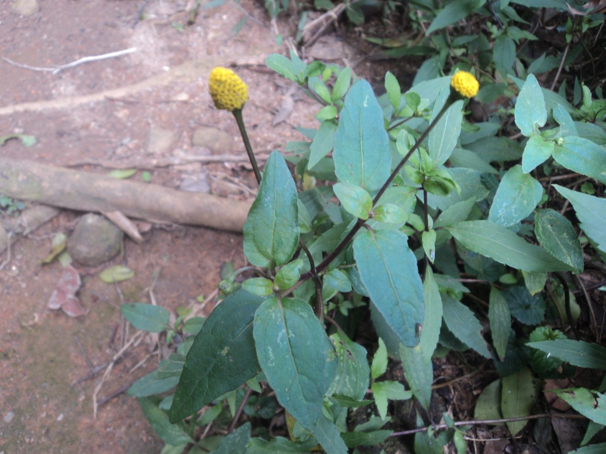 Acmella paniculata (Wall. ex DC.) R.K.Jansen